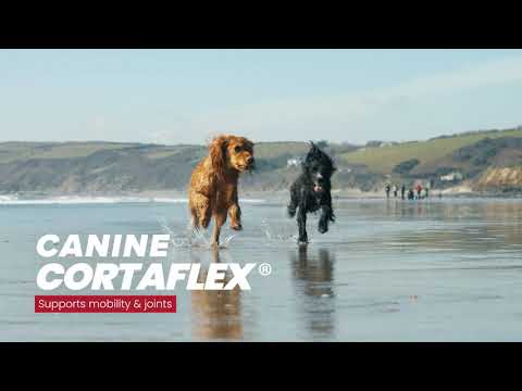 Cortaflex shop for dogs