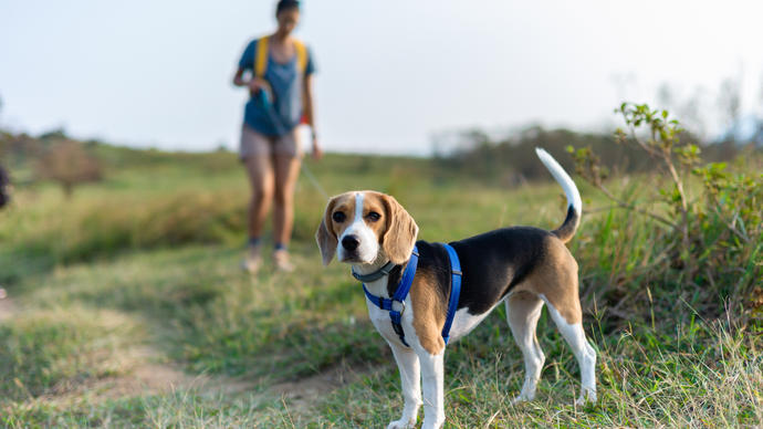 Spring Activities for You and Your Dog: Fun and Wellness Tips